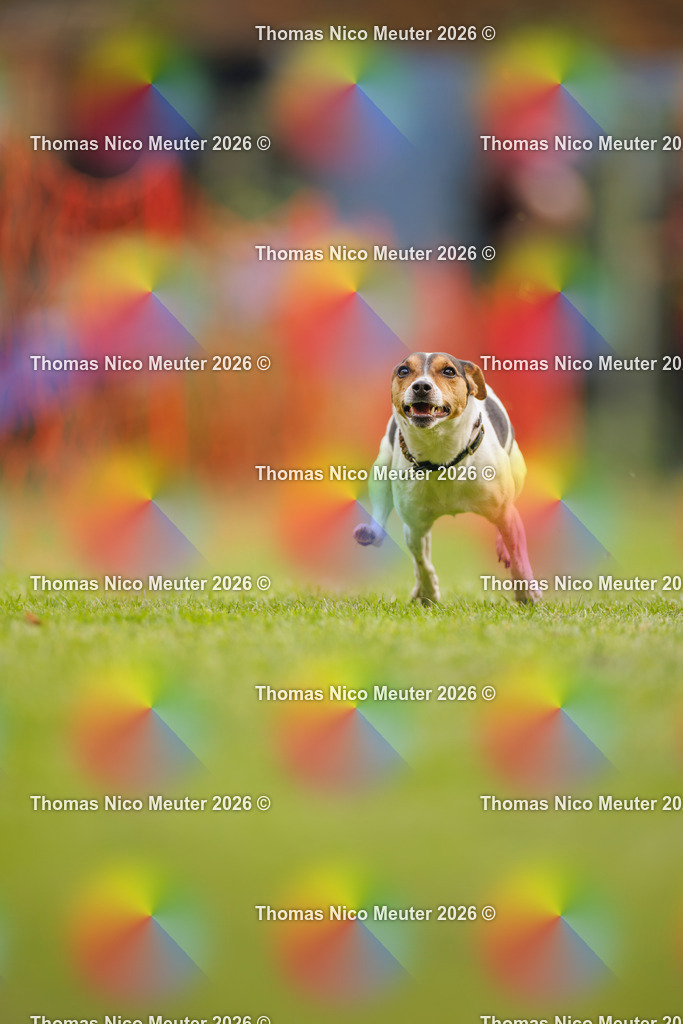 Thomas_Nico_Meuter(C)_26. September 2026_223A2743 | Bild von Thomas Nico Meuter - Realisiert mit Pictrs.com