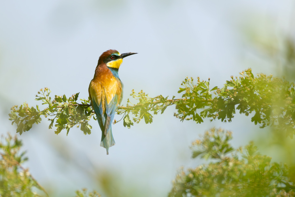 Der Bienenfresser | Der Bienenfresser ist zweifellos einer der auffälligsten und farbenprächtigsten Vögel Europas, der durch sein exotisches Aussehen an Vögel aus tropischen Regionen erinnert. Er gehört zur Familie der Bienenfresser (Meropidae), von denen er die einzige Art ist, die regelmäßig in Europa brütet. - Realisiert mit Pictrs.com