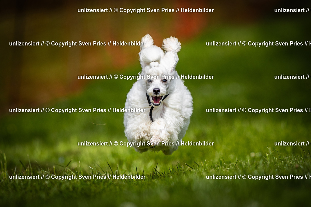 Sven Pries | 2025-04-13 - Hunderennen Baden-Baden - Realisiert mit Pictrs.com