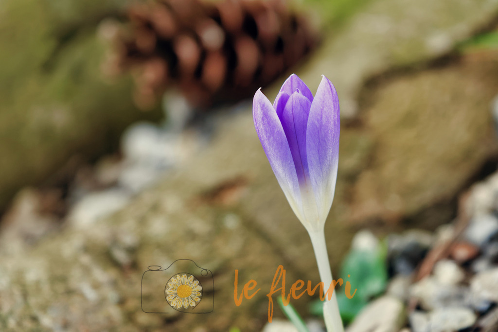 DSC_0218-NEF_DxO_PRIME (1) | Dies ist der Shop von Florian Blum - le fleuri. Langenthal, Bern, SchweizSie können hier meine oder ihre eigenen Fotos als Fotoprodukte kaufen. Tassen, Schlüsselanhänger, Taschen etc. können Sie hier gestalten.  - Realisiert mit Pictrs.com