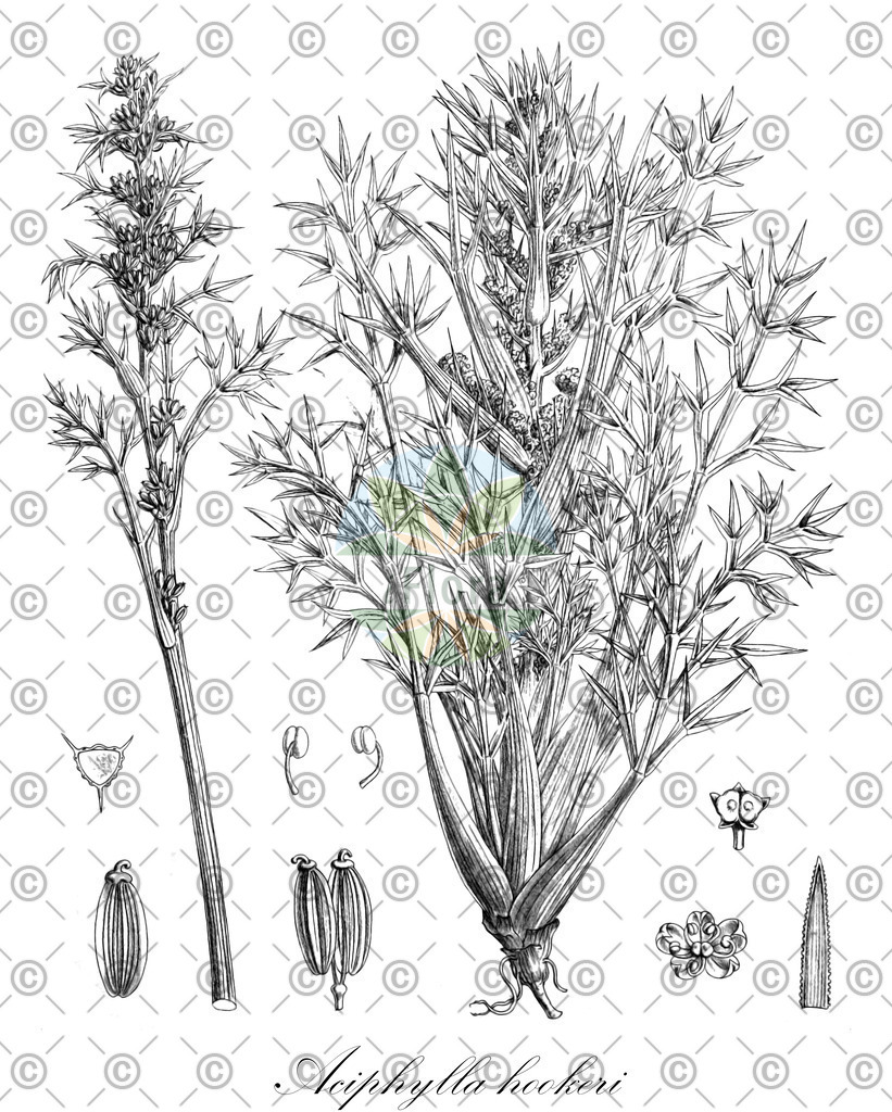 HistAbb_wfo-0000516634_1_ENZY_Simple | Historische Abbildung von Aciphylla hookeri - Apiaceae | Historical Illustration of Aciphylla hookeri - Apiaceae