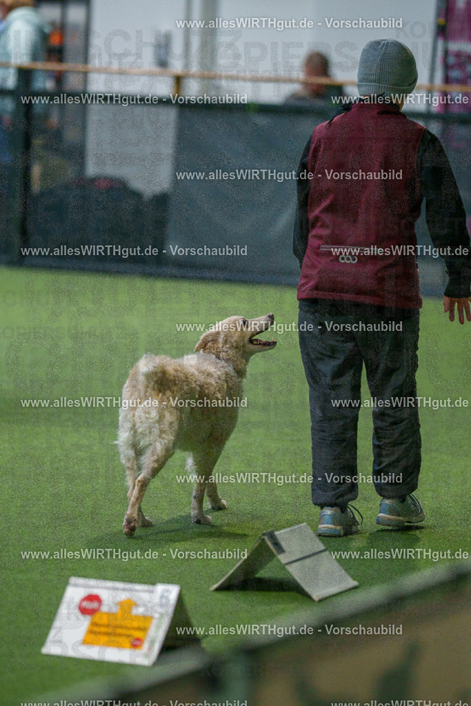 7R507982 | Professionelle Tierfotografie in Mönchengladbach von Daniel Wirth (allesWIRTHgut). Liebevolle & natürliche Bilder von Hunden & Katzen für unvergessliche Erinnerungen.