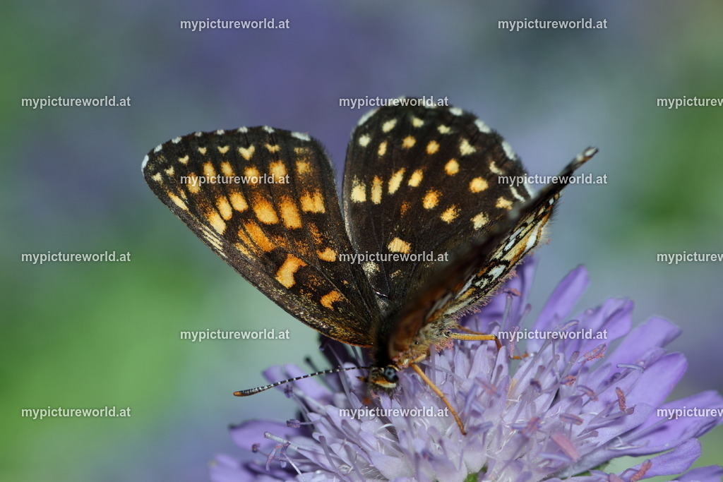 Melitaea diamina-018 | Das Bilderarchiv über Tiere, Planzen und Landschaften. In der Bilddatenbank finden Sie ein große Auswahl an hochwertigen Bilder für Ihre Werbung - Realized with Pictrs.com