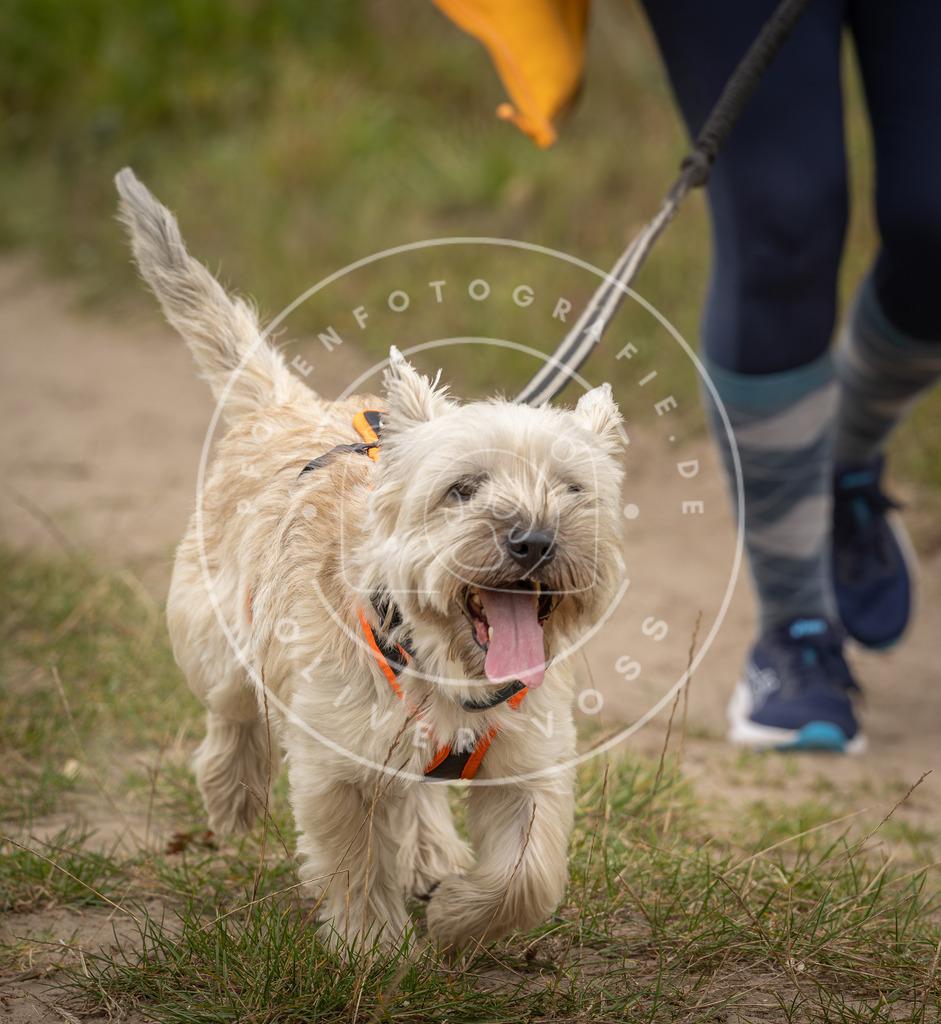 Pfotenfotografie_DV3A8532 | Hundefotografie, Tierfotograf, Pfotenfotografie, Fotoshooting Hund, Hunde Portrait, Hundesport, Hundeportraits, Heideshooting, Hunde, Sportfotograf, Hundefotograf, Turnierhundsport, THS,  - Realisiert mit Pictrs.com