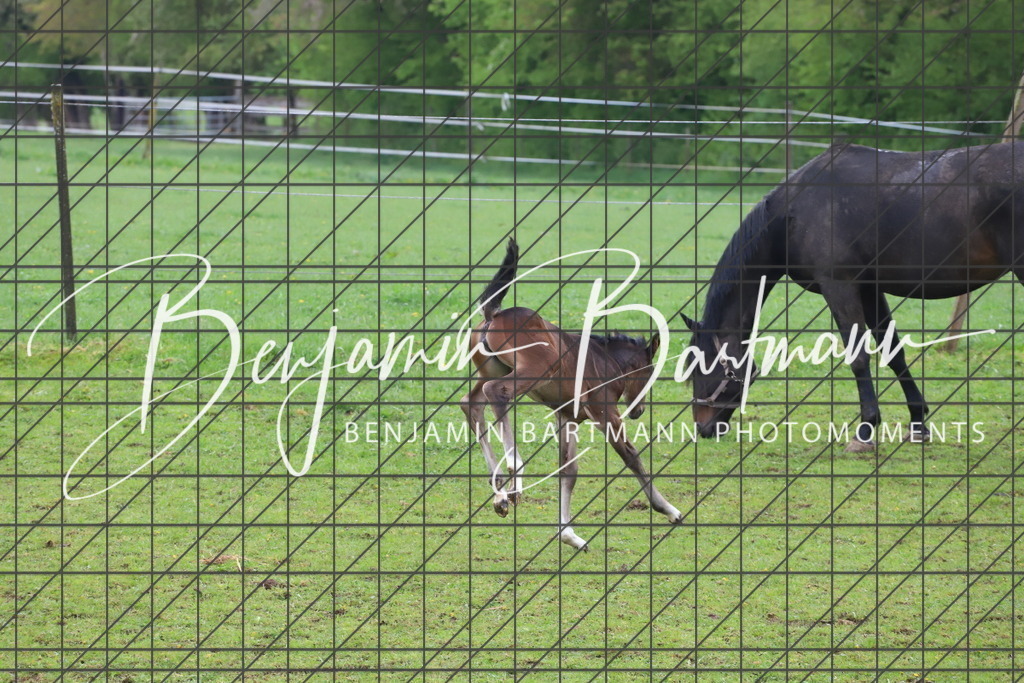 IMG_4334 | Benjamin Bartmann Photomoments