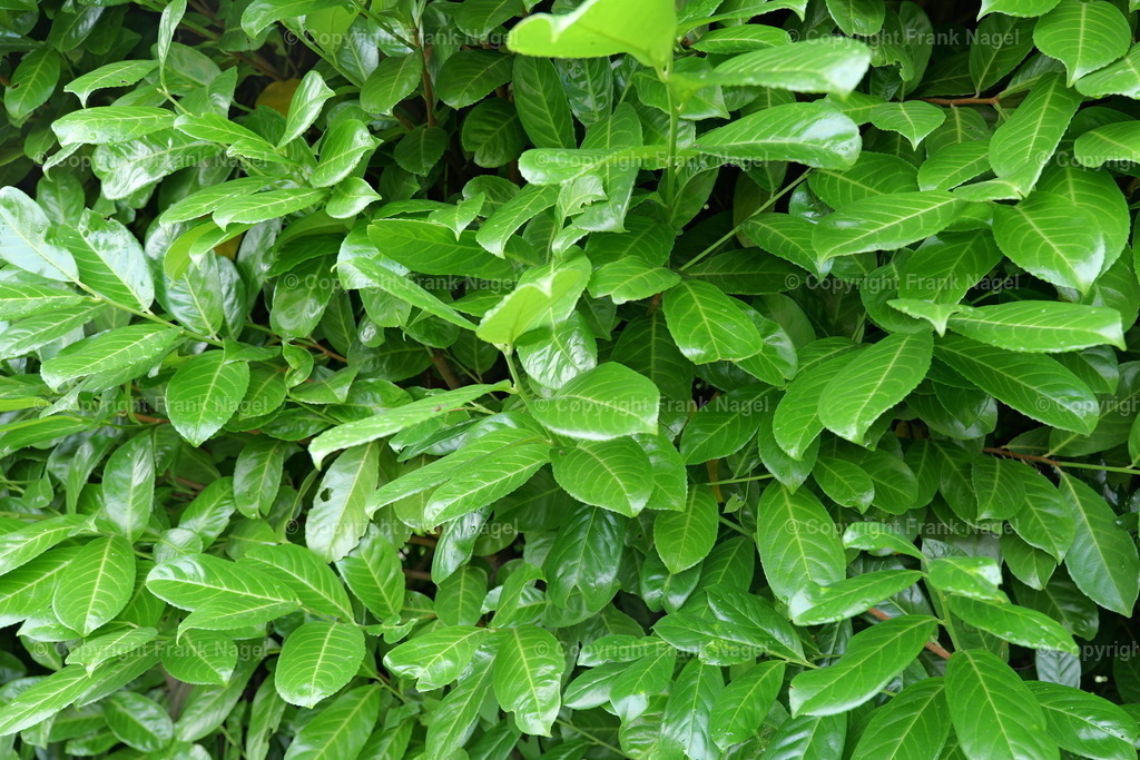 Lobeerkirsche | Die Lorbeerkirsche wird gern als Hecke gepflanzt und ist eine beliebte schnellwachsende, immergrüne Pflanze in Städten, um Grundstücke einzufrieden. Naturfreunde sehen die Verbreitung dieser Pflanze als sehr kritisch an. - Realisiert mit Pictrs.com
