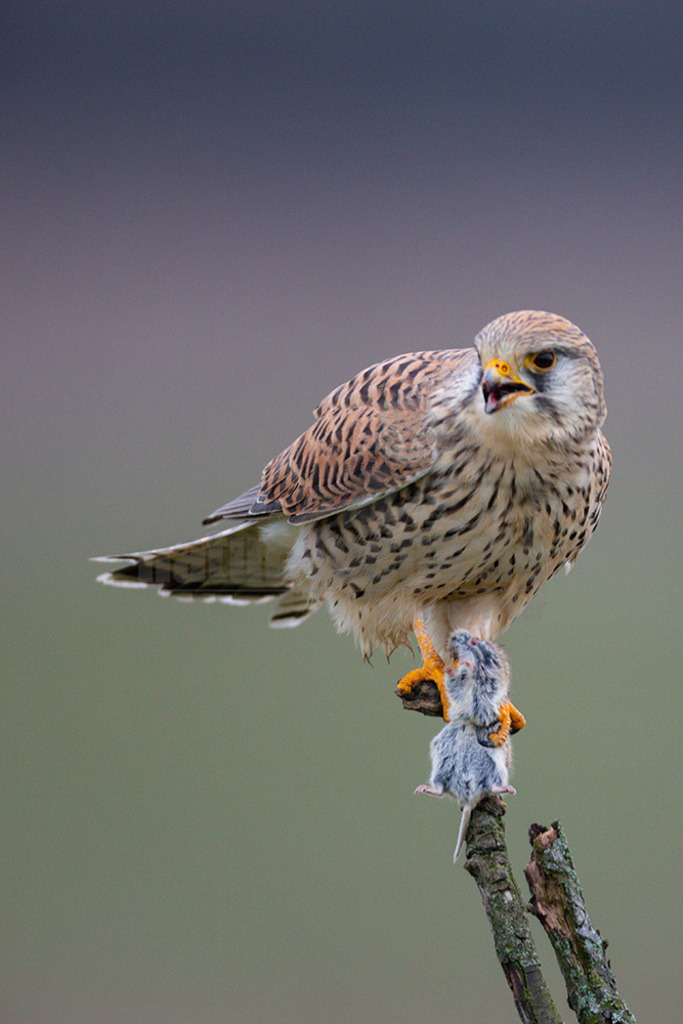 20200111-663A6842 | Der Turmfalke ist der am häufigsten vorkommende Falke Mitteleuropas. Der Öffentlichkeit ist er relativ vertraut, da er sich auch Städte und Stadträume als Lebensraum erobert hat und öfter beim „Rüttelflug“ zu beobachten ist.  - Realisiert mit Pictrs.com
