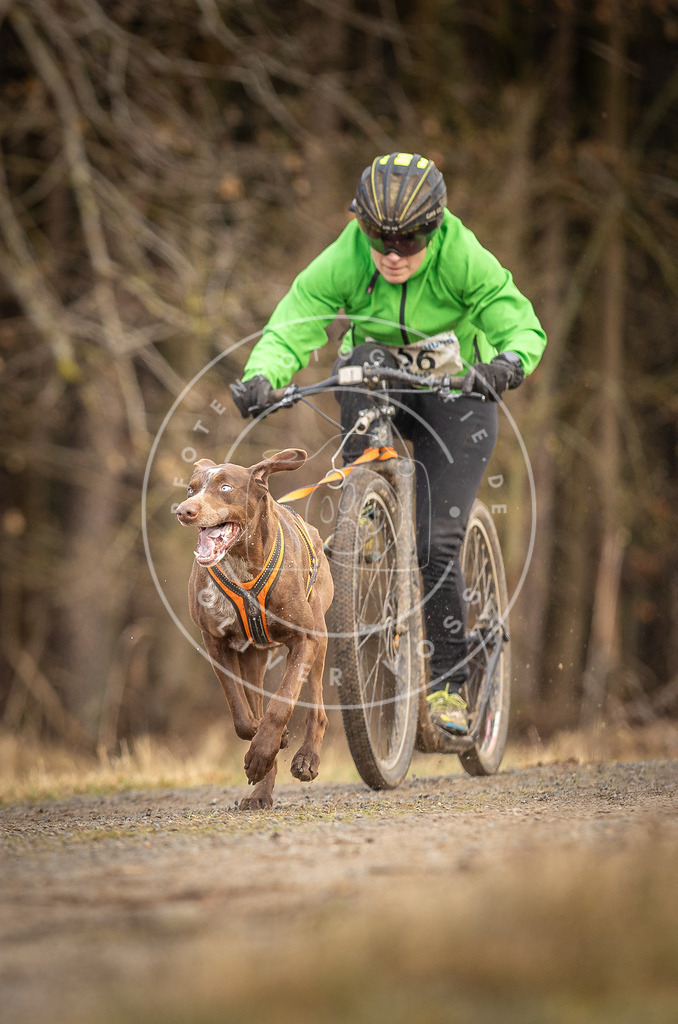 DV3A3467 | Hundefotografie, Tierfotograf, Pfotenfotografie, Fotoshooting Hund, Hunde Portrait, Hundesport, Hundeportraits, Heideshooting, Hunde, Sportfotograf, Hundefotograf, Turnierhundsport, THS,  - Realisiert mit Pictrs.com