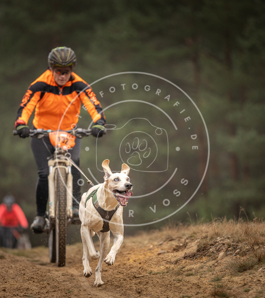 Pfotenfotografie_DV3A3670 | Hundefotografie, Tierfotograf, Pfotenfotografie, Fotoshooting Hund, Hunde Portrait, Hundesport, Hundeportraits, Heideshooting, Hunde, Sportfotograf, Hundefotograf, Turnierhundsport, THS,  - Realisiert mit Pictrs.com
