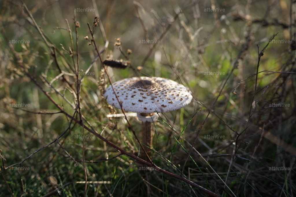Senkrecht | Deutschland, Rügen - Realisiert mit Pictrs.com