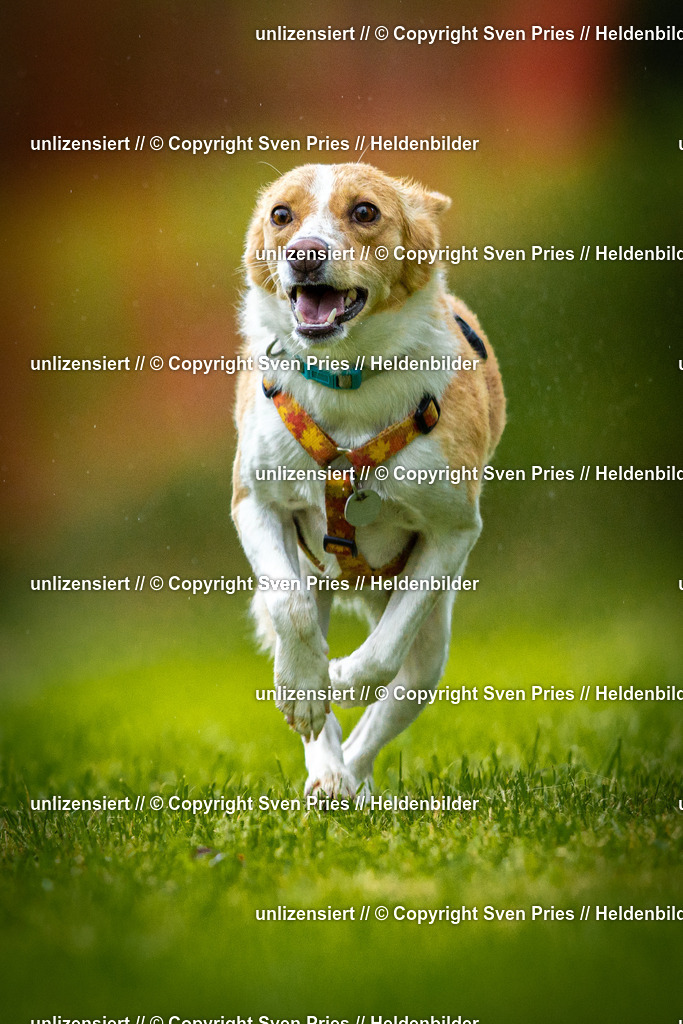 Sven Pries | 2025-09-21 - Hunderennen Baden-Oos - Realisiert mit Pictrs.com