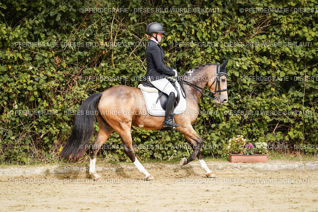 DSC02853 | Pferdegrafie