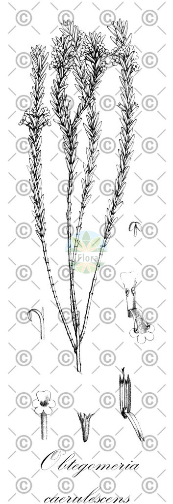HistAbb_wfo-0000478497_1_ENZY_Simple | Historische Abbildung von Obtegomeria caerulescens - Lamiaceae | Historical Illustration of Obtegomeria caerulescens - Lamiaceae