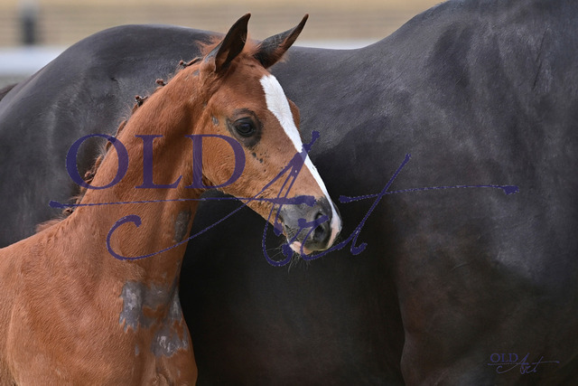 93 DE433330174423 FRE Totillah - De Niro - Sir Donnerhall I DSC_4880 Kopie | <meta name="description" content="★Offizieller Merchandise und Foto-/Videostore des Oldenburger Verbandes.★ ✅Jetzt auch digital Ausdrucke erhältlich." />
<meta name="keywords" content="Merchandise Foto-/Videostore Oldenburger Verband Photographie 