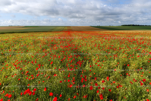Mohnblumenfeld | Landschaftsfoto mit einem Mohnblumenfeld | Gesehen in der Champagne