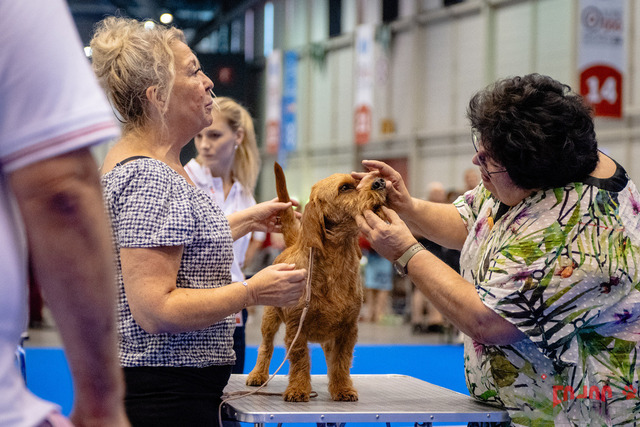 World Dog Show | World Dog Show 2023 im Palexpo in Genf 23.08.2023 Foto: Leo Wyden