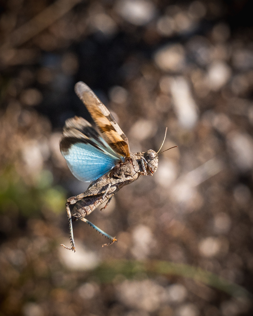 _DSC4894 | Ich bin Fotograf aus Neuburg an der Donau und spezialisiere mich auf Wildlife-Fotografie, Landschaftsaufnahmen und Portraits.Ob Hochzeit, Familienbilder oder Naturaufnahmen – ich fange echte Momente ein, die bleiben. 