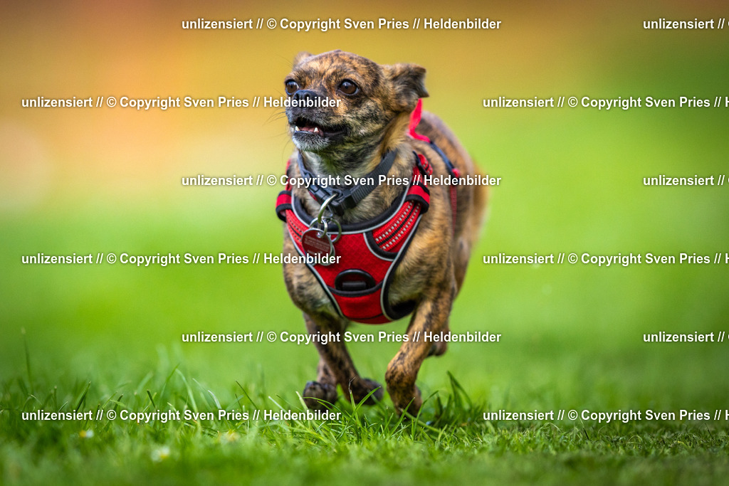 Sven Pries | 2025-04-13 - Hunderennen Baden-Baden - Realisiert mit Pictrs.com