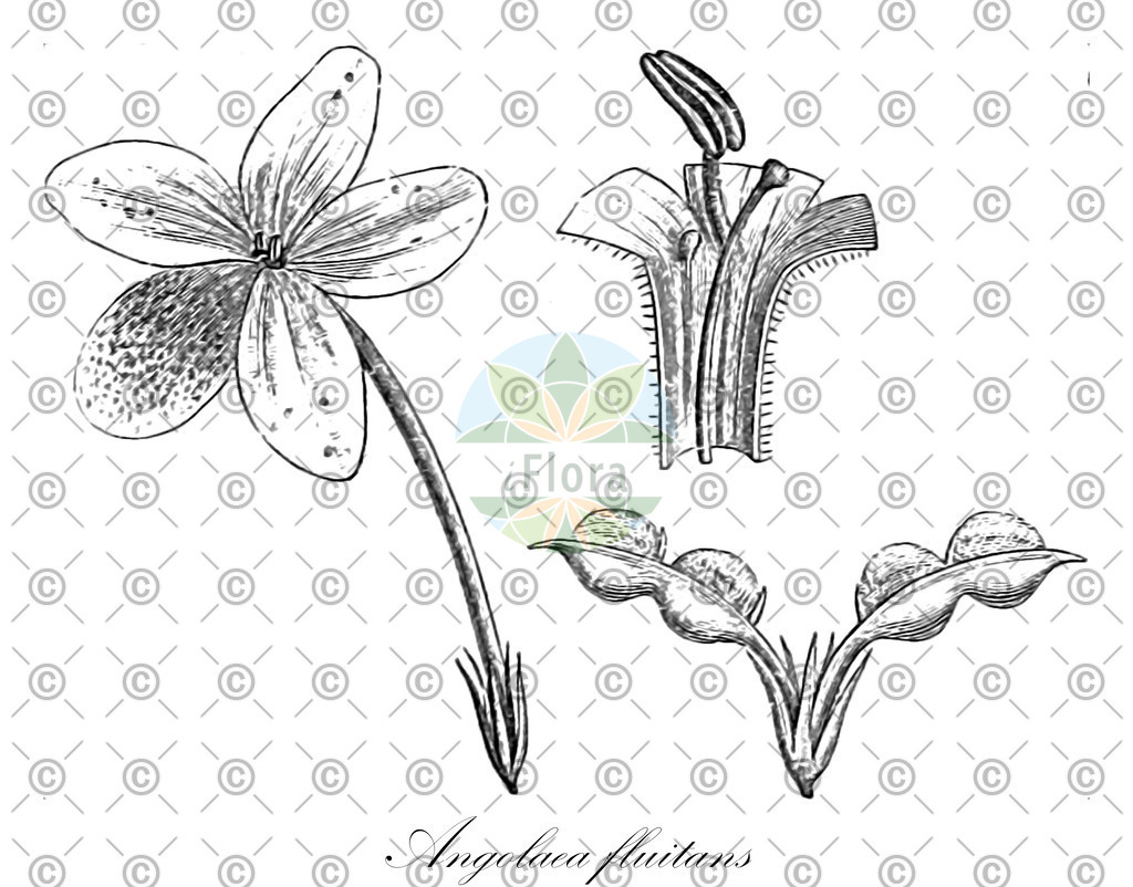 HistAbb_wfo-0000536542_174_ENZY_Simple | Historische Abbildung von Angolaea fluitans - Podostemaceae | Historical Illustration of Angolaea fluitans - Podostemaceae