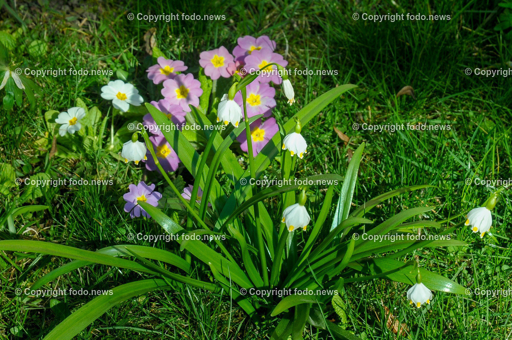 Frühling_ Blumen_ Frühlingsboten_ 28.03.2022-13 | 28.03.2022, Linz, AUT, Fruehling, Blumen, Fruehlingsboten, im Bild Primeln, Maerzenbecher
