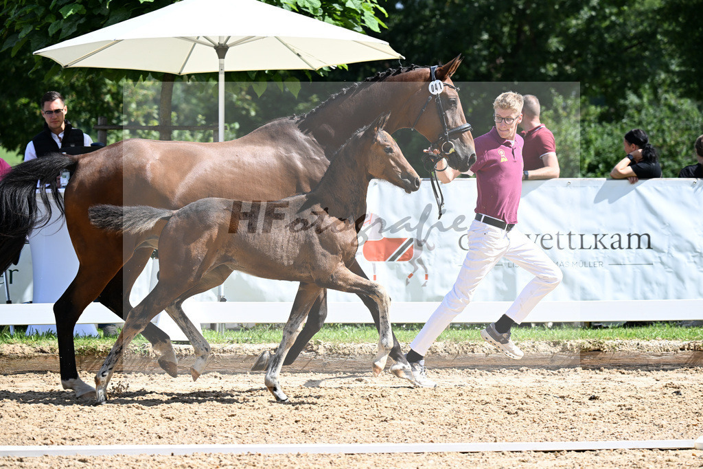 Kat-Nr. 41 Va Bene x Fuerst Romancier_SF_Kovac-Feigl_29251191 | hf-fotografie - Realizzato con Pictrs.com