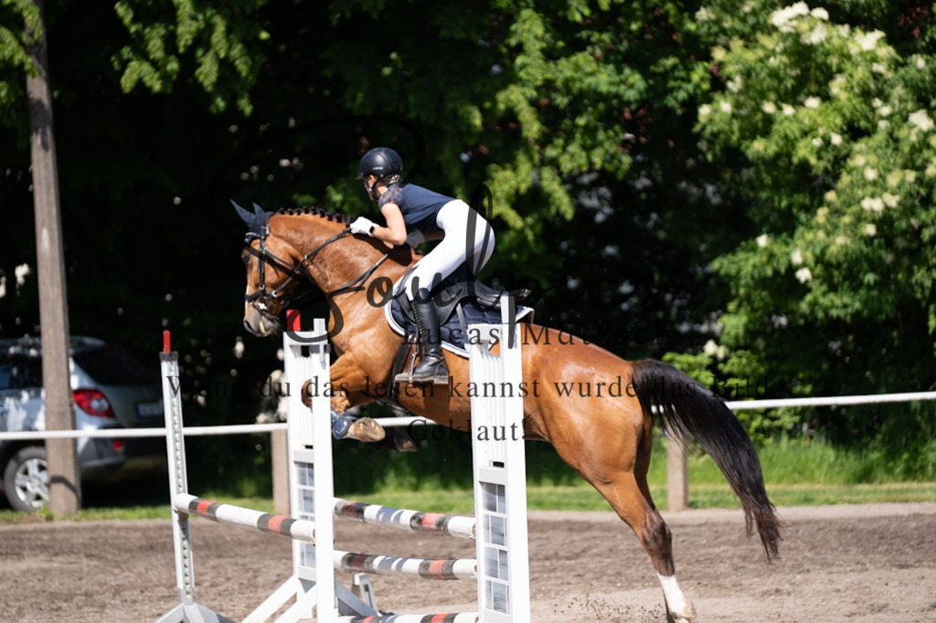 A7V03303 | Pferdefotograf