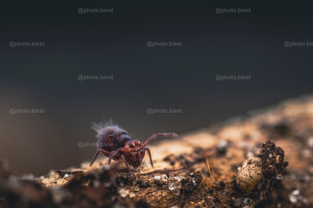IMGC1103-2 | photobiest - Realisiert mit Pictrs.com