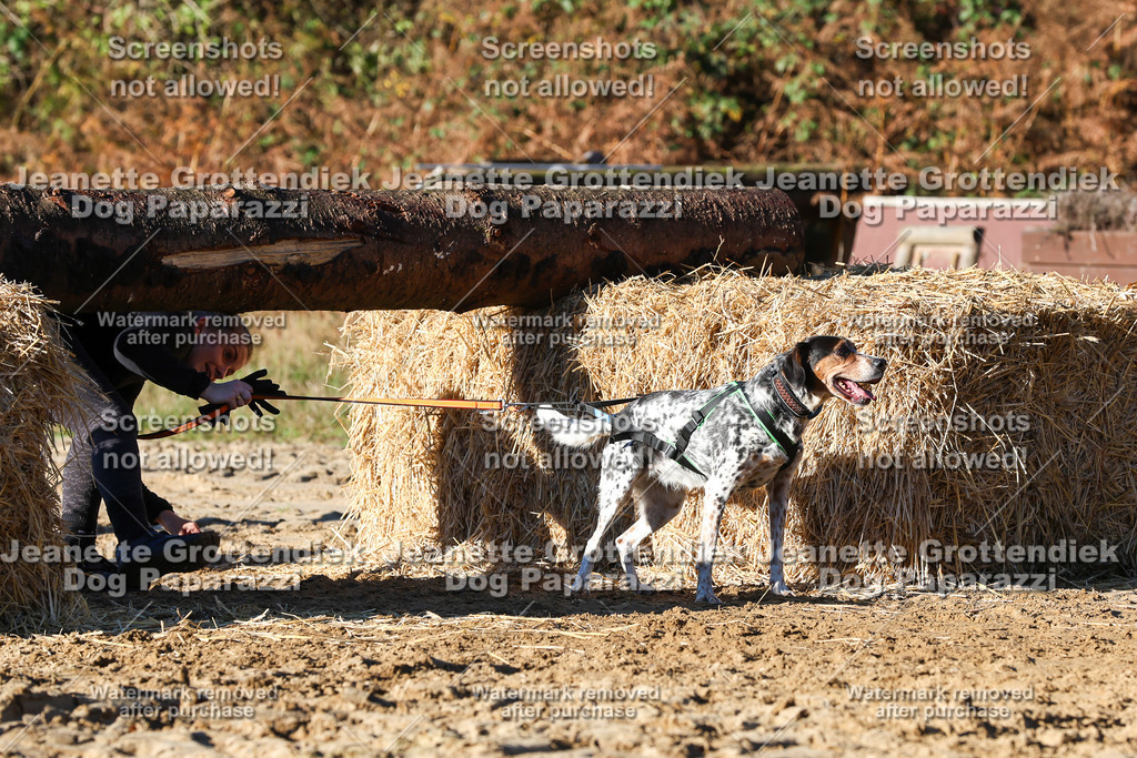 Dog Paparazzi - Strongdog 10-25-1601 | Dog Paparazzi Jeanette Grottendiek Fotografie & Videografie - Realisiert mit Pictrs.com