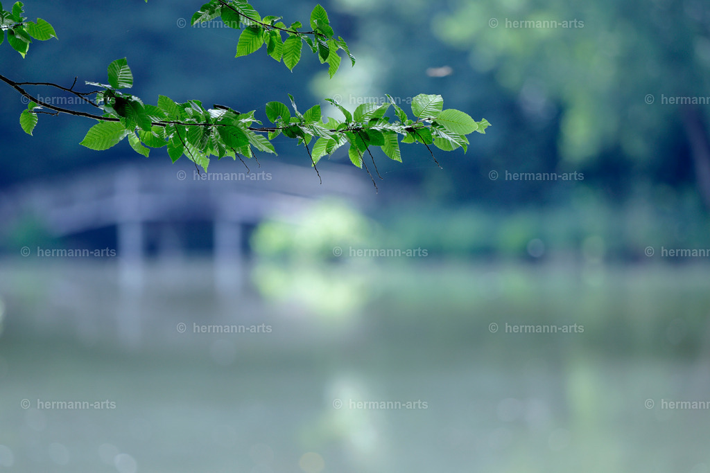 Bagno_09_07_24_DPP-81 | Photo Foto Kunst Art schwarzweiss Bilder Rheine Münster Berlin Blumen 