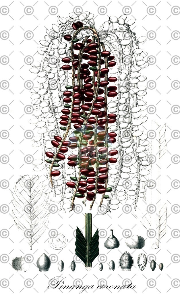 HistAbb_wfo-0000273676_1_ENZY_Simple | Historische Abbildung von Pinanga coronata - Arecaceae | Historical Illustration of Pinanga coronata - Arecaceae