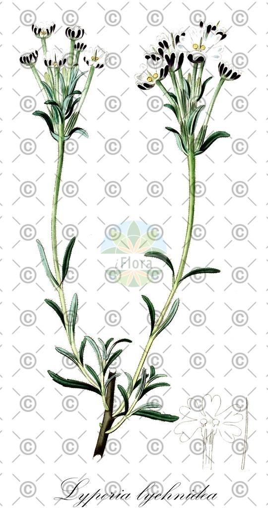 HistAbb_wfo-0000231600_1_ENZY_Simple | Historische Abbildung von Lyperia lychnidea - Scrophulariaceae | Historical Illustration of Lyperia lychnidea - Scrophulariaceae