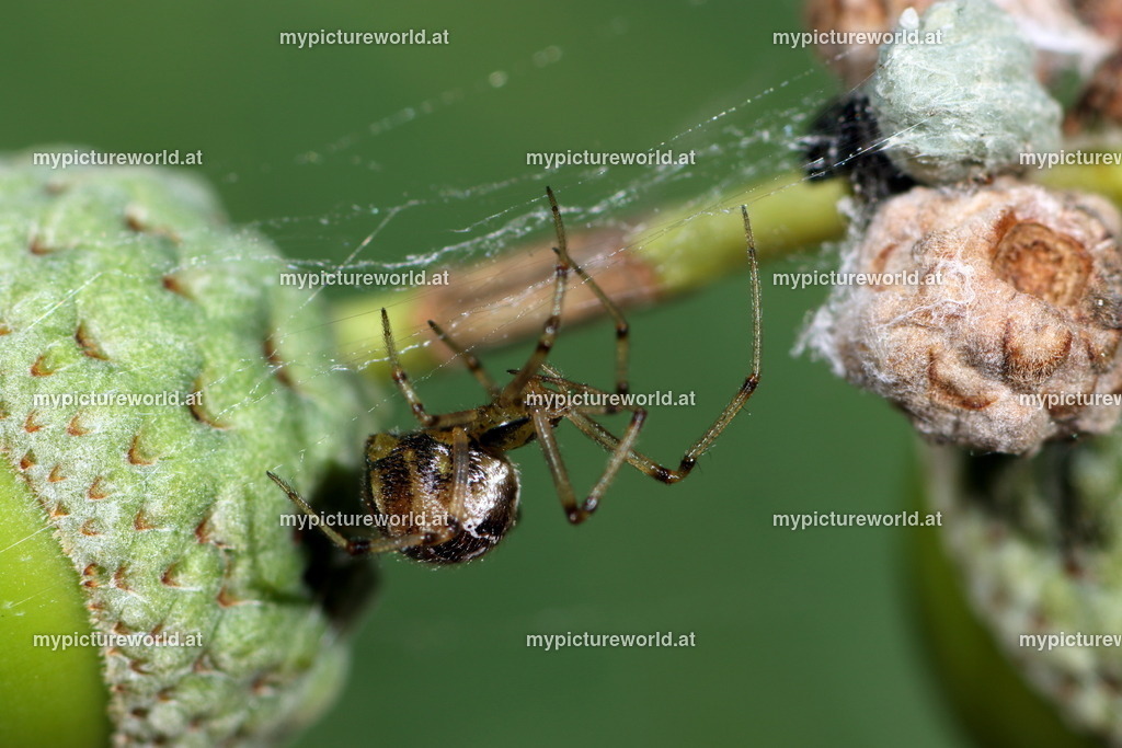 Phylloneta sisyphia-006 | Das Bilderarchiv über Tiere, Planzen und Landschaften. In der Bilddatenbank finden Sie ein große Auswahl an hochwertigen Bilder für Ihre Werbung - Realisiert mit Pictrs.com