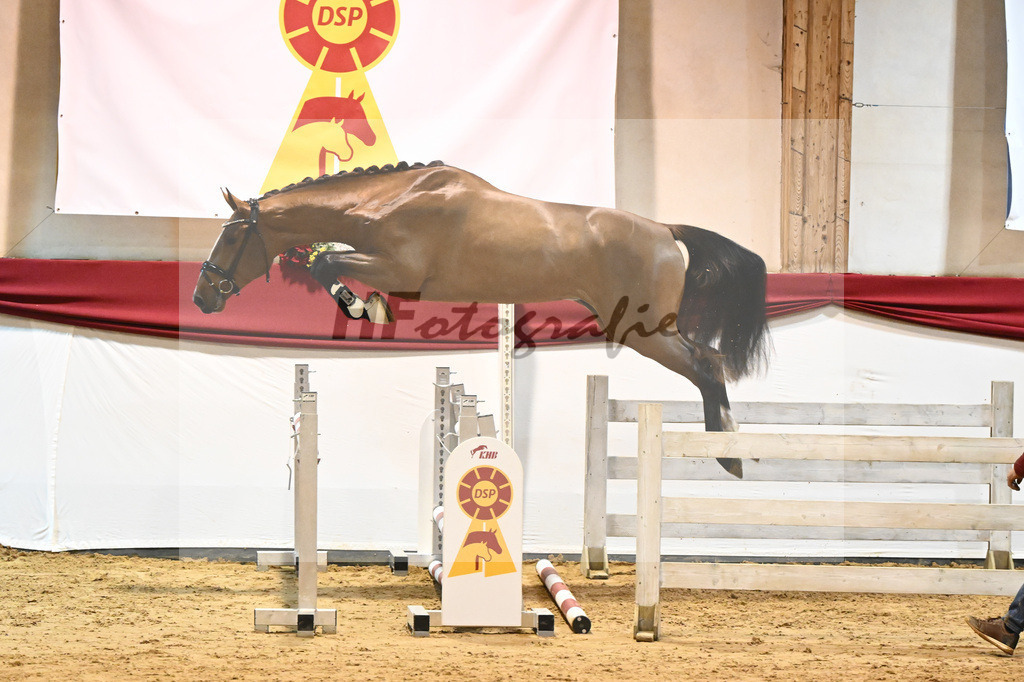 Kat-Nr. 42 Nixon v h Meulenhof x Dominator Z_Groetzner_43231242 | hf-fotografie - Realisiert mit Pictrs.com