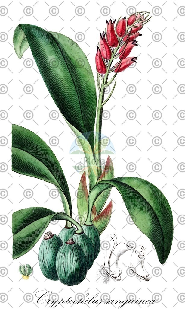 HistAbb_wfo-0000860811_1_ENZY_Simple | Historische Abbildung von Cryptochilus sanguinea - Orchidaceae | Historical Illustration of Cryptochilus sanguinea - Orchidaceae