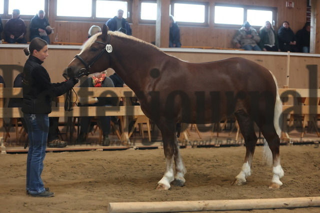 Sankt-Märgen_2026_Schwarzwälder_Stutenprämierung_KN_49_LS Polly (1) | Alle Fotos der Reiterjournal Fotografin Doris Matthaes im Reiterjournal Online-Fotoshop. - Realisiert mit Pictrs.com