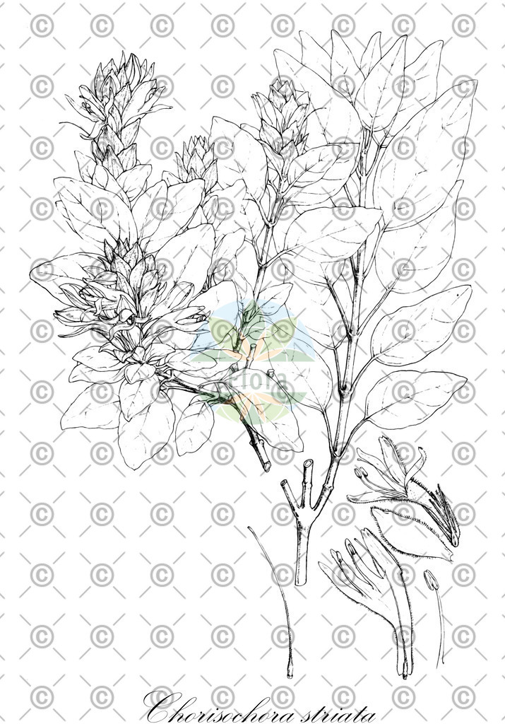 HistAbb_EMP_12872_3_SIMPLE | Historische Abbildung von Chorisochora striata - Acanthaceae | Historical Illustration of Chorisochora striata - Acanthaceae