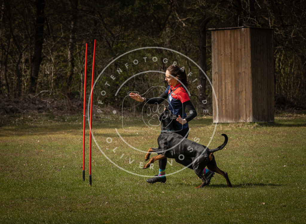 Pfotenfotografie_DV3A4709 | Hundefotografie, Tierfotograf, Pfotenfotografie, Fotoshooting Hund, Hunde Portrait, Hundesport, Hundeportraits, Heideshooting, Hunde, Sportfotograf, Hundefotograf, Turnierhundsport, THS,  - Realisiert mit Pictrs.com