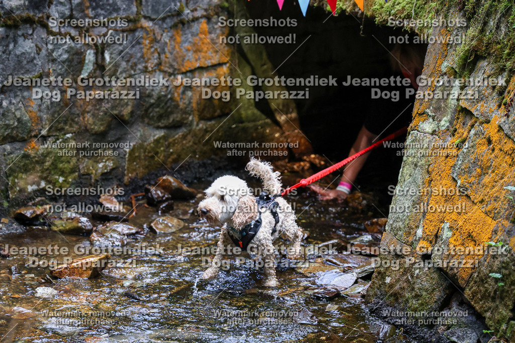 Dog Paparazzi -  TH 26-484 | Dog Paparazzi Jeanette Grottendiek Fotografie & Videografie - Realisiert mit Pictrs.com
