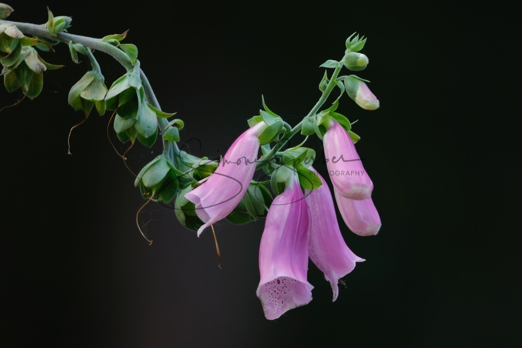 Fingerhut | Simone Sperber, svb-photography,Fotografin,Bilddesignerin,Naturfotografie,Macrofotografie,Tierfotografie,Wildtierfotografie,Ausstellungen,Auftragsfotografie,Kunst,Art,Photographer,Shootings,Bildberatbeitung,Galerie,Shop