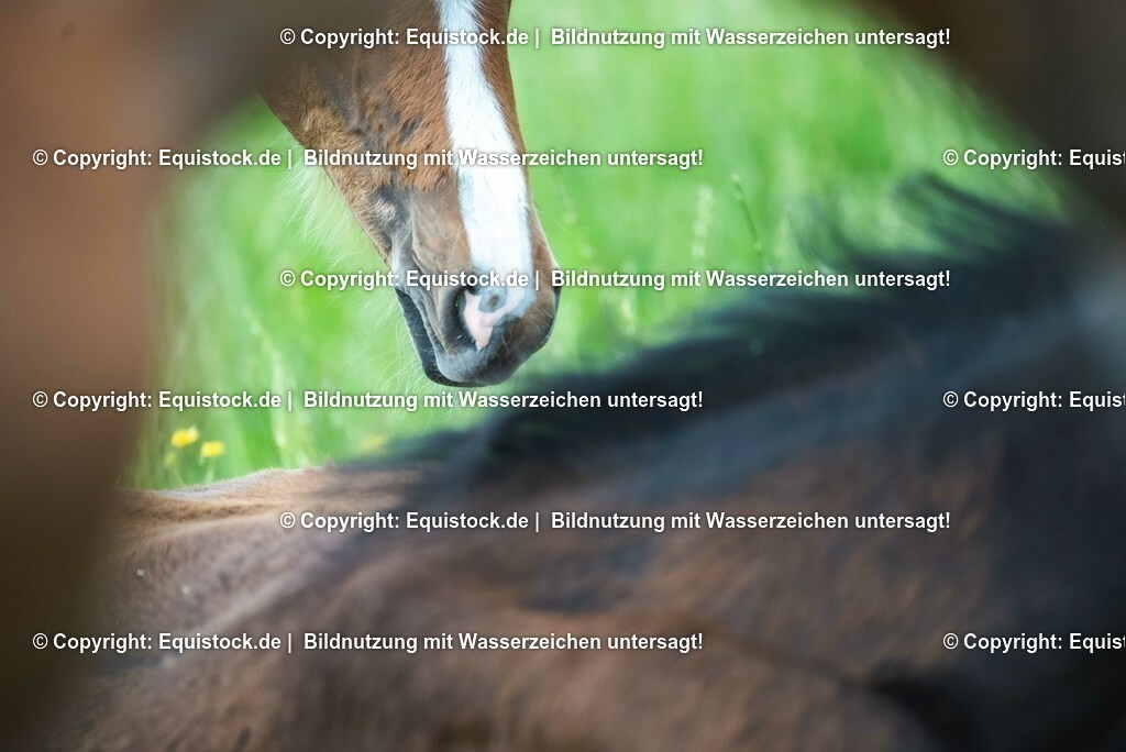 20210617_Fohlen_0380 | Foto: Thomas Hartig