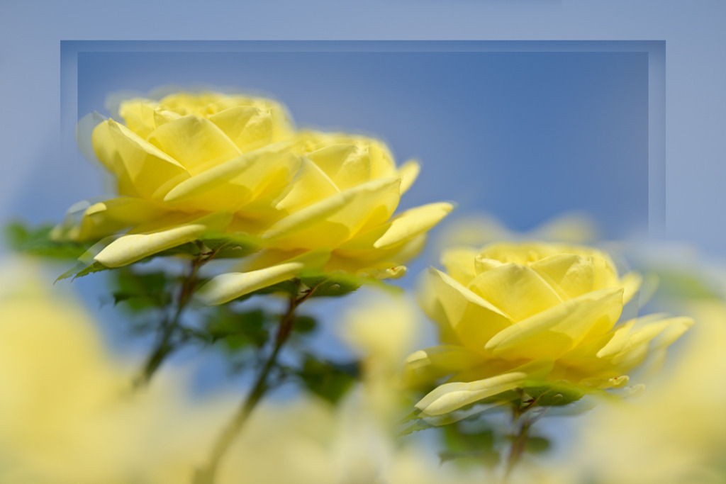 edelrose-limona-trio-vb | Entdecken Sie hochwertige Kunstdrucke im Online-Shop von Rainer Plett. Die Fotografien umfassen norddeutsche Landschaften, Blumen, Tiere, Natur und Sehenswürdigkeiten. Erfreuen Sie sich an auserlesenen Motiven aus Schleswig-Holstein und Hamburg. - Realisiert mit Pictrs.com