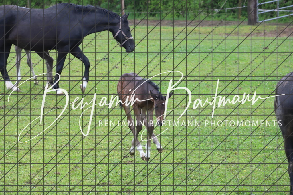 IMG_4328 | Benjamin Bartmann Photomoments