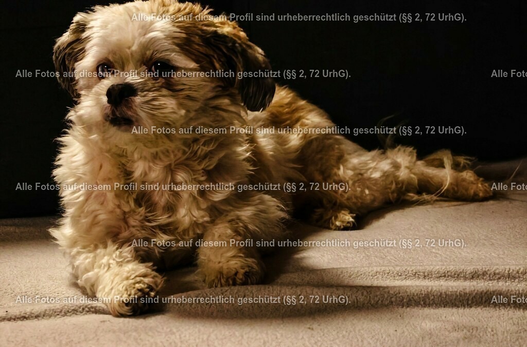 20240229203321_0C4A2058_2-01_2 | krollfotografie - Realisiert mit Pictrs.com