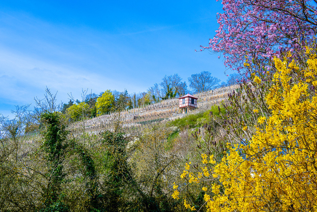 Farbenfrohes Frühlingserwachen am Disibodenberg bei Meisenheim | Ein wahrer Rausch der Frühlingsfarben umrahmt den Blick auf die sonnenverwöhnten Rebhänge nahe der historischen Klosterruine Disibodenberg bei Meisenheim: Strahlend gelbe Forsythien und ein zartrosa blühender Baum leuchten am Bildrand um die Wette. Dahinter steigt der Weinberg empor, auf dem ein idyllisches Fachwerk-Weinbergshäuschen über das Glantal wacht. Unter strahlend blauem Himmel verbindet dieses Motiv lebendige Blütenpracht mit geschichtsträchtiger Kulturlandschaft – ein Anblick, der pure Frühlingsfreude weckt. - Realisiert mit Pictrs.com
