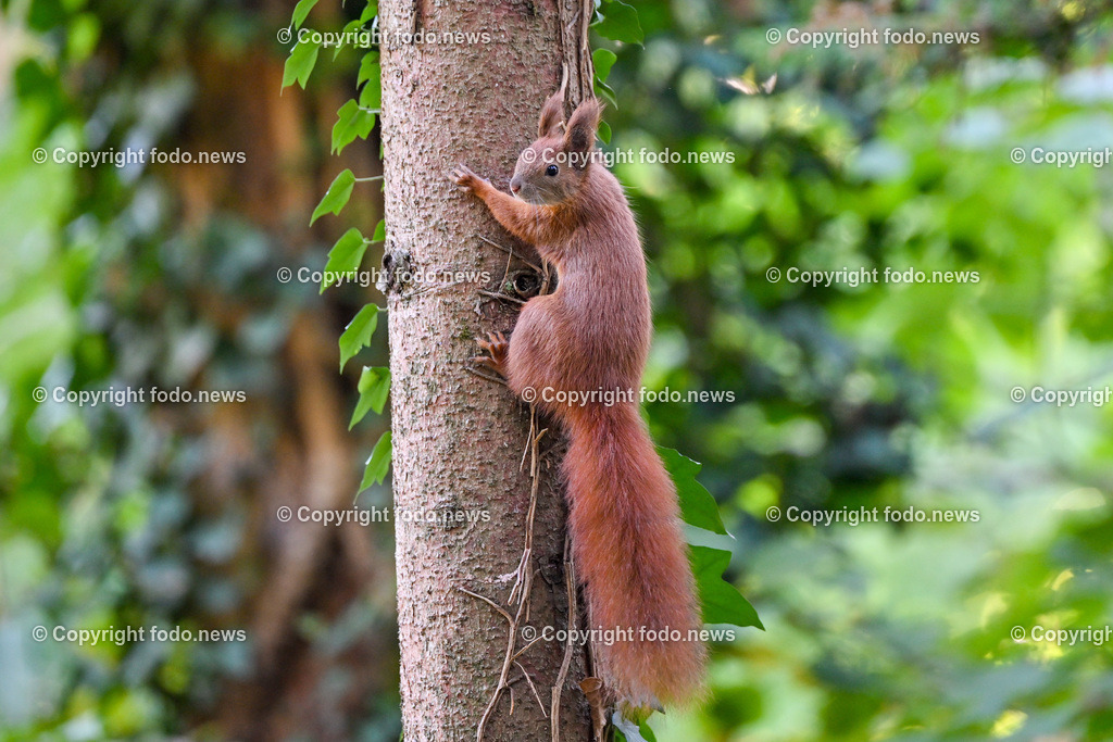 Eichhoernchen_ Wildtier_ Waldbewohner_ 16.10.2023-1 | 16.10.2023, Linz, AUT, Eichhoernchen, Wildtier, Waldbewohner, im Bild Eichhoernchen, Wildtier, Waldbewohner 

Die Eichhoernchen (Sciurus) sind eine Gattung der Baumhoernchen (Sciurini) innerhalb der Familie der Hoernchen (Sciuridae). Ein auffälliges Merkmal ist der hochgestellte buschige Schwanz. Die in Mitteleuropa bekannteste Art ist das Eurasische Eichhoernchen, das gemeinhin einfach als Eichhoernchen bezeichnet wird. Alle Eichhoernchen sind Waldbewohner. Quelle: Wikipedia