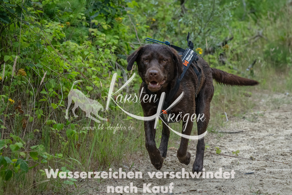 1719_ZZ91319-Bearbeitet | kk-dogfotos