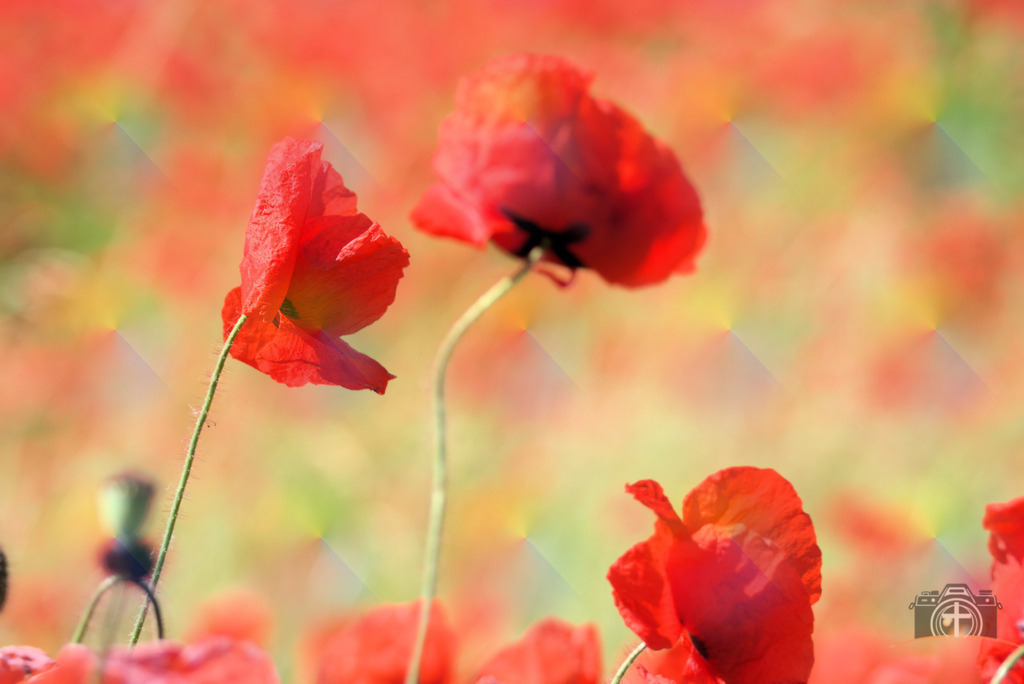 BW-Mohn-0001 | Entdecken Sie eine vielfältige Auswahl individueller Fotos zum Kauf auf picturalux.de. Finden Sie hochwertige Bilder für Ihre Projekte, die Ihre Botschaft perfekt unterstreichen. Stöbern Sie jetzt und verleihen Sie Ihren Inhalten das gewisse Etwas! - Realisiert mit Pictrs.com