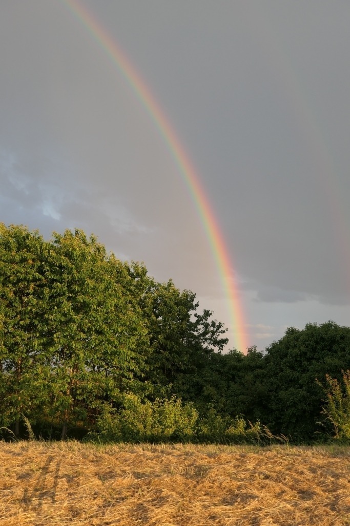 Regenbogen über Kirschbäumen | Das Foto zeigt einen Regenbogen am Abendhimmel über Kirschbäumen, deren Früchte langsam heranreifen. Die tief stehende Sonne beleuchtet die Szene mit warmem, goldenem Licht und verleiht den Blättern und den noch nicht vollständig ausgereiften Kirschen einen sanften Glanz. Über den Baumkronen spannt sich der Regenbogen in leuchtenden Farben und setzt einen eindrucksvollen Akzent am Himmel.Die Kirschbäume tragen bereits zahlreiche Früchte, die je nach Reifegrad von hellem Rot bis zu dunkleren Farbtönen schimmern. Zwischen dem dichten grünen Laub sind die Kirschen gut sichtbar und zeugen vom fortschreitenden Wachstum des Sommers. Die Aufnahme verbindet die Farbenpracht des Regenbogens mit der natürlichen Schönheit der Obstbäume. Sie vermittelt eine ruhige, hoffnungsvolle Stimmung und fängt einen besonderen Moment ein, in dem Licht, Wetter und Natur auf harmonische Weise zusammenwirken. - Realisiert mit Pictrs.com