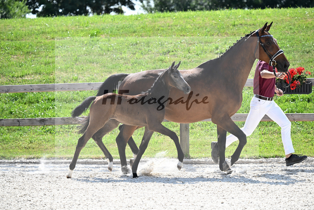 Kat-Nr. 40 Cashmoaker x Quidam de Revel_SF_Fischer_15251199 | hf-fotografie - Realizzato con Pictrs.com