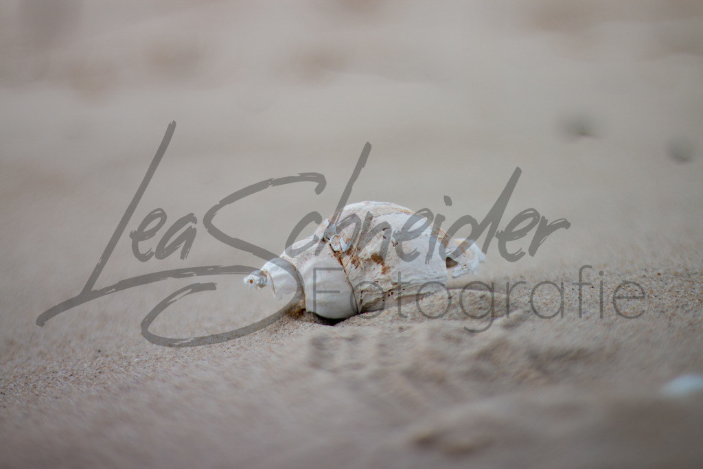 Postkarten 4 | Muschel am Strand von Amrum. - Realisiert mit Pictrs.com